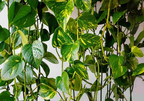 pothos